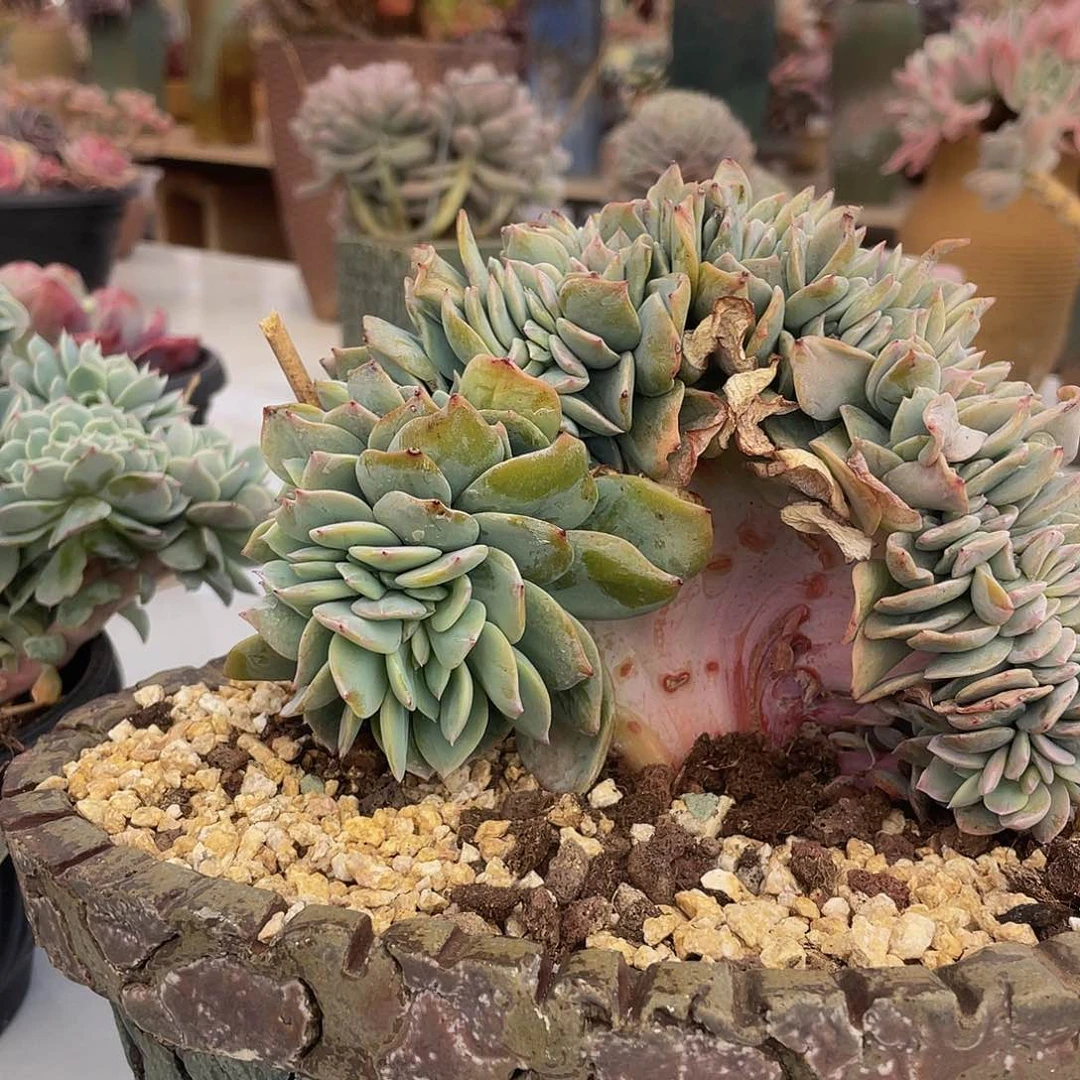 白凤缀多肉多肉多肉