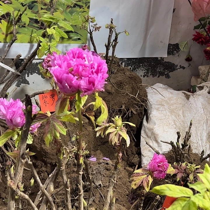 厚***物完全开放紫罗兰带花苞