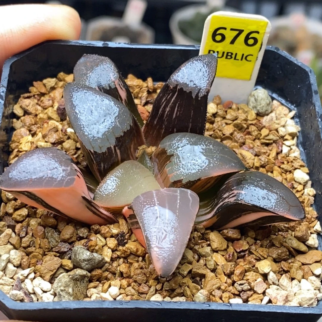 676号丘比特克锦多肉