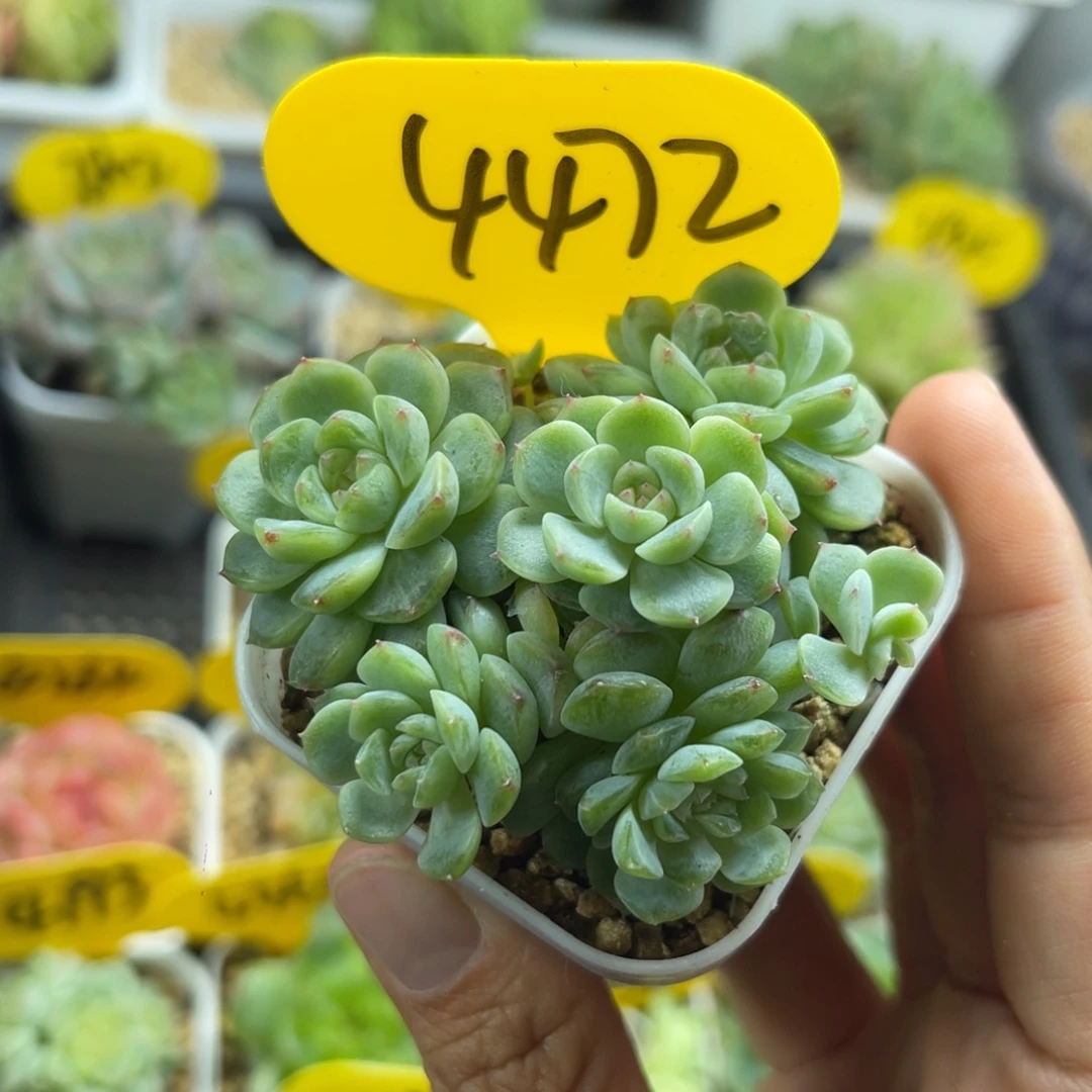 喃***喃福利纸鸢专拍4472