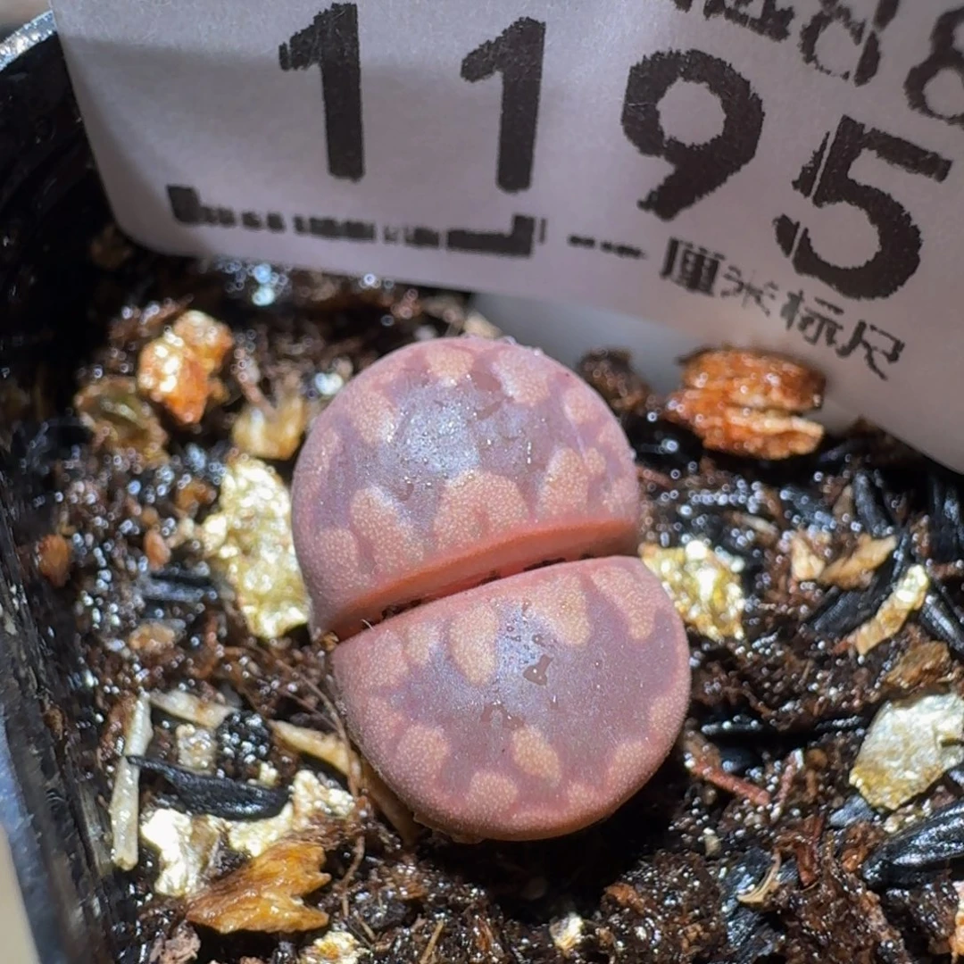 zzzzz精品生石花1195紫牙