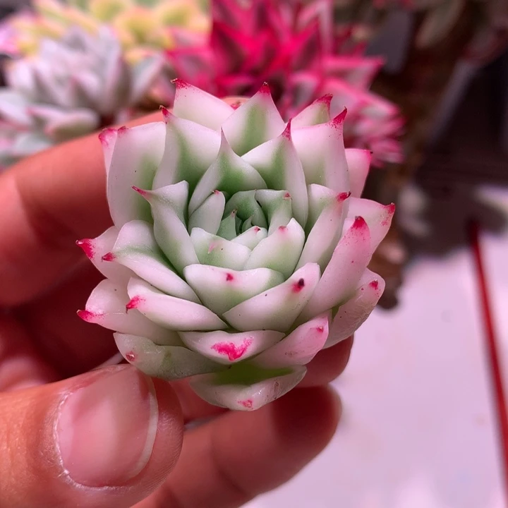 长睫毛腹轮锦锦锦锦