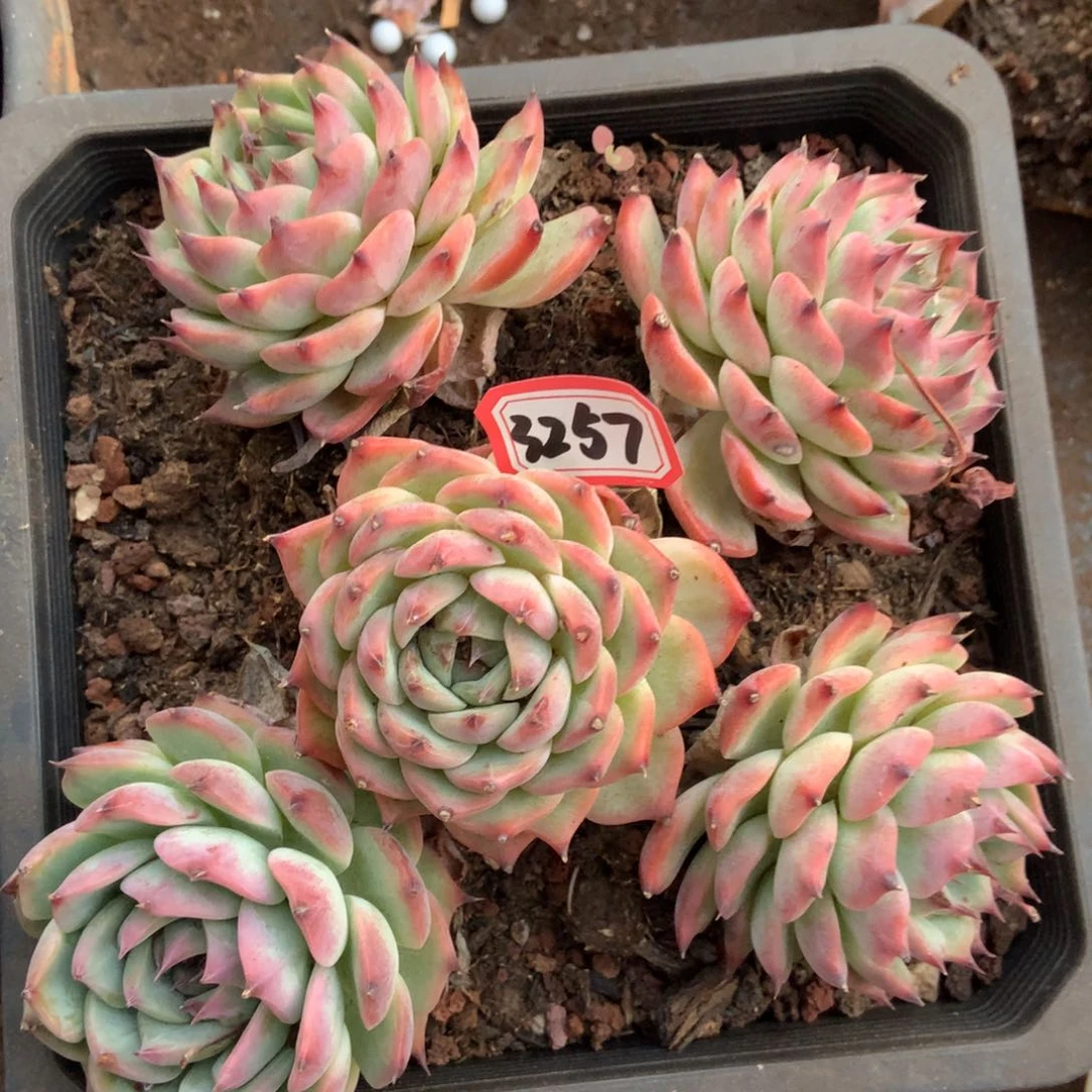 侧影3257晓晓一物一拍