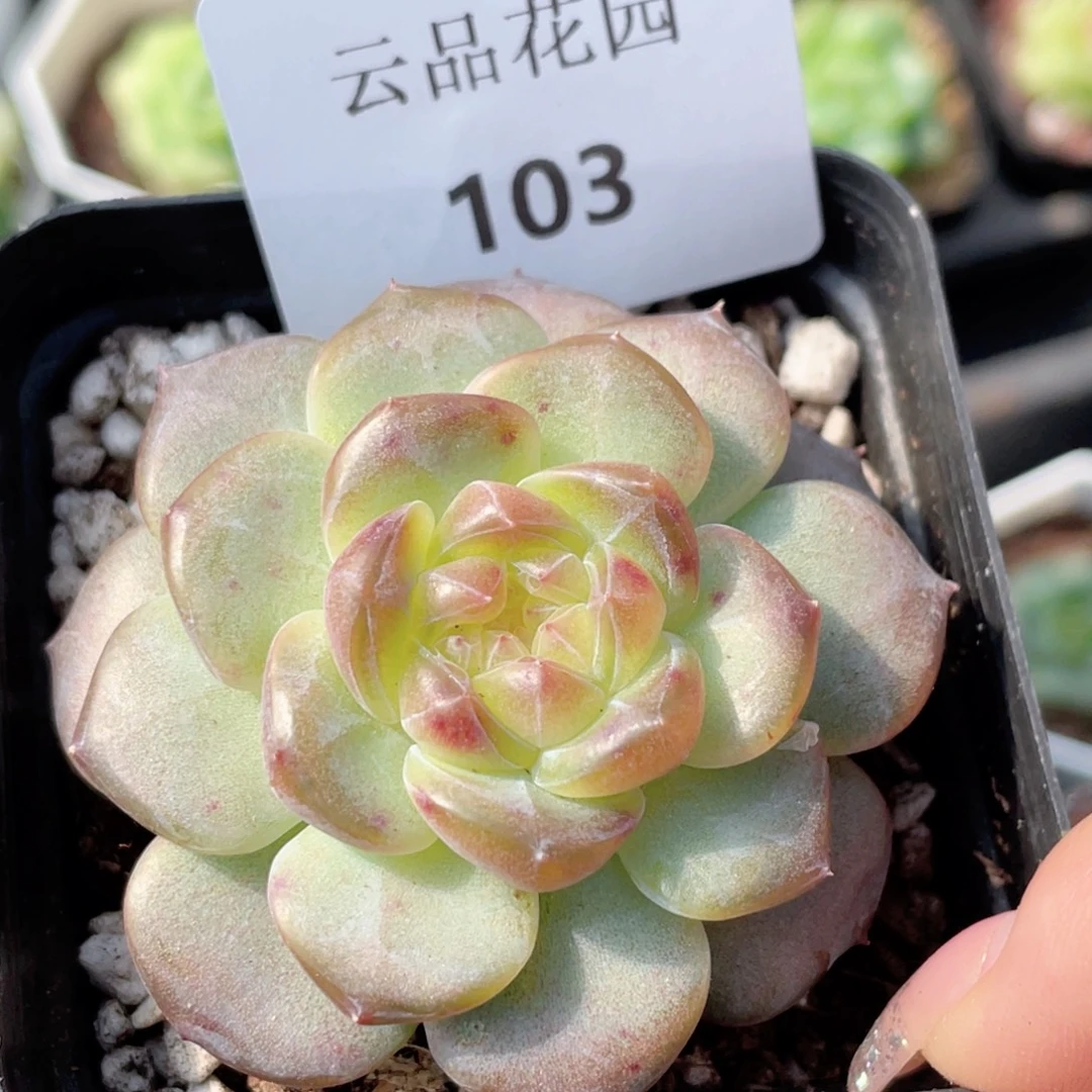 103号糖心冰心珍妮 蜜蜡