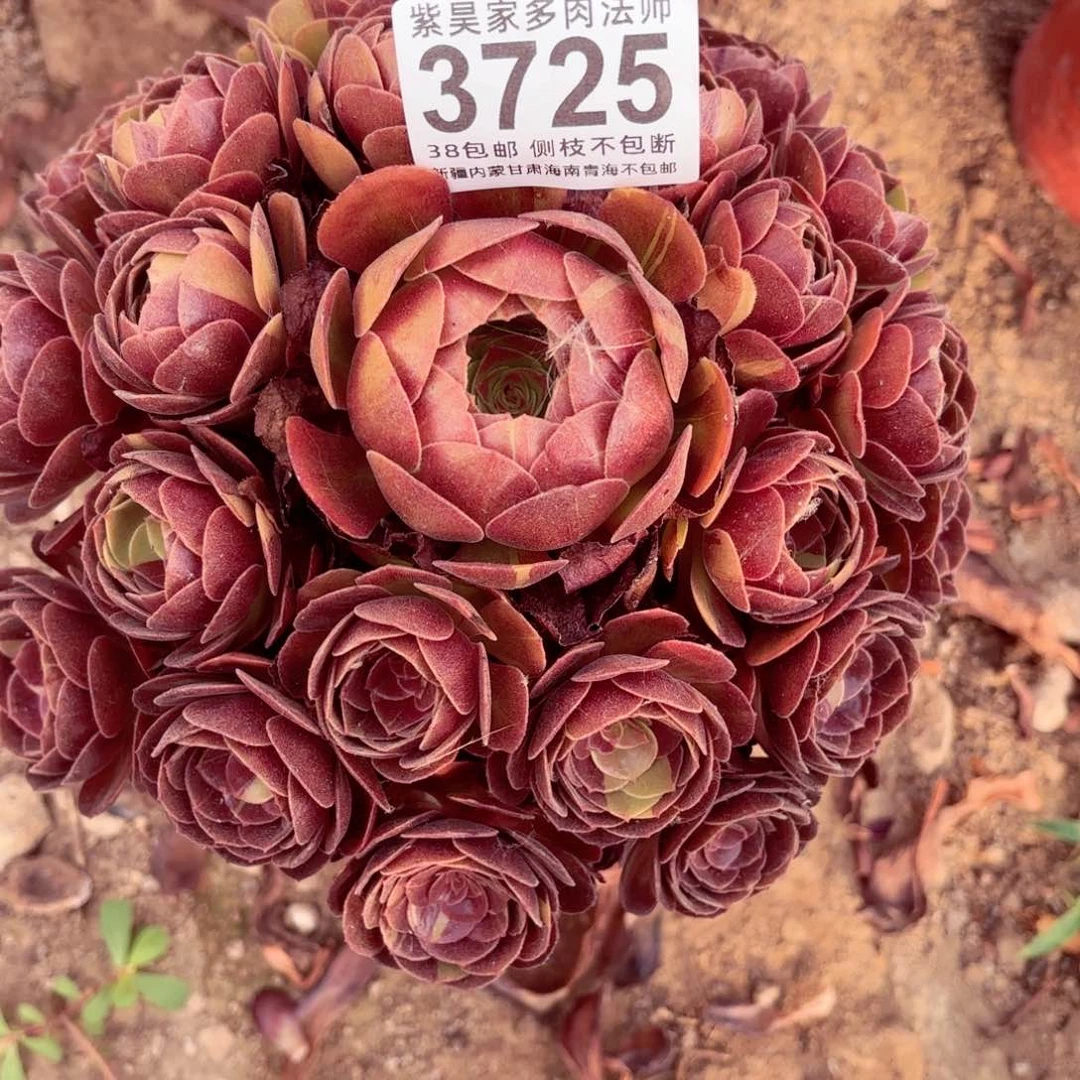 梦***梦1棚法师000003725黑寡妇