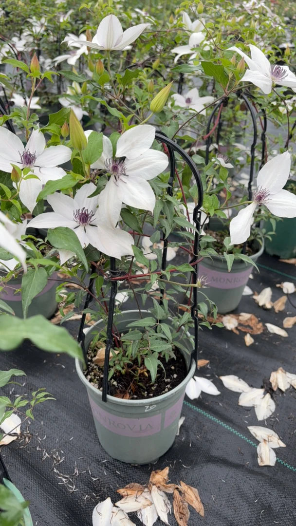 铁线莲两加仑一物一拍