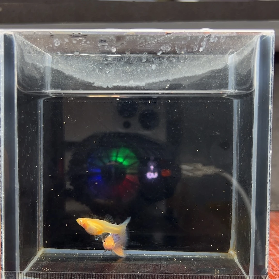 孔雀鱼天使彩虹一对