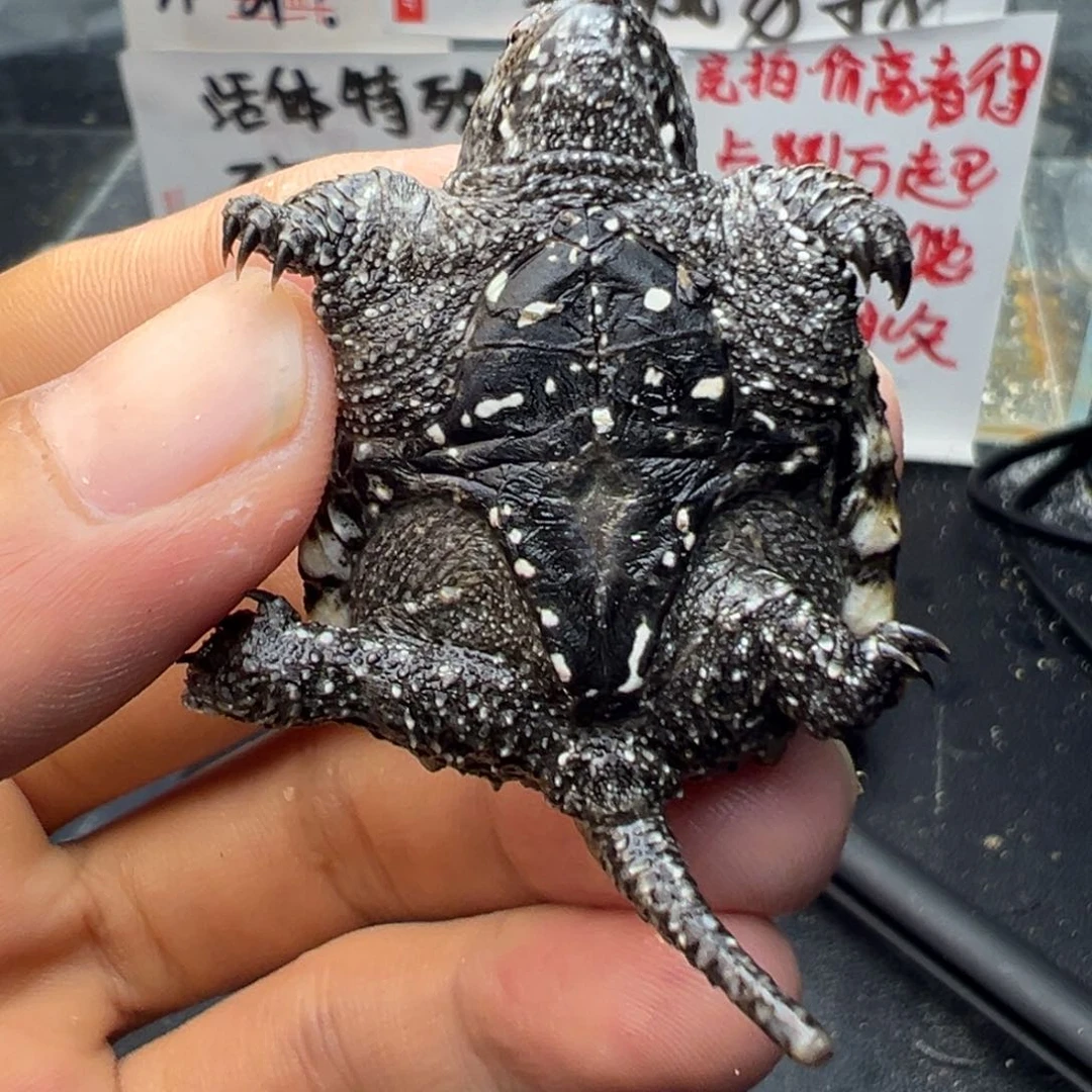 母小鳄龟不退不换