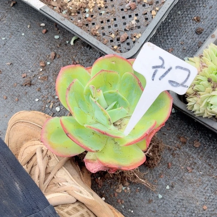 晨语多肉一物一拍=12