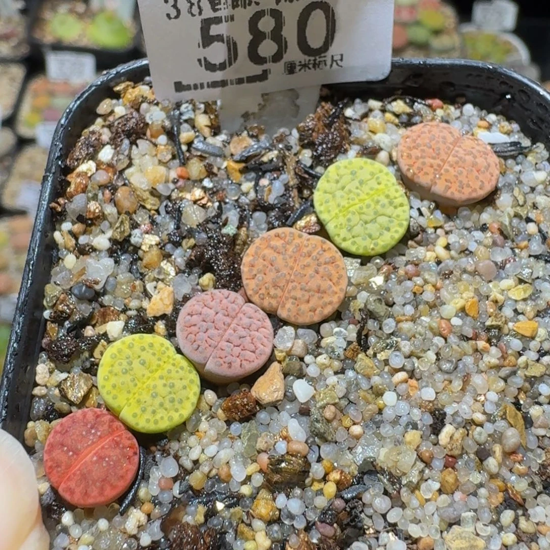 Ssss精品生石花580小微纹