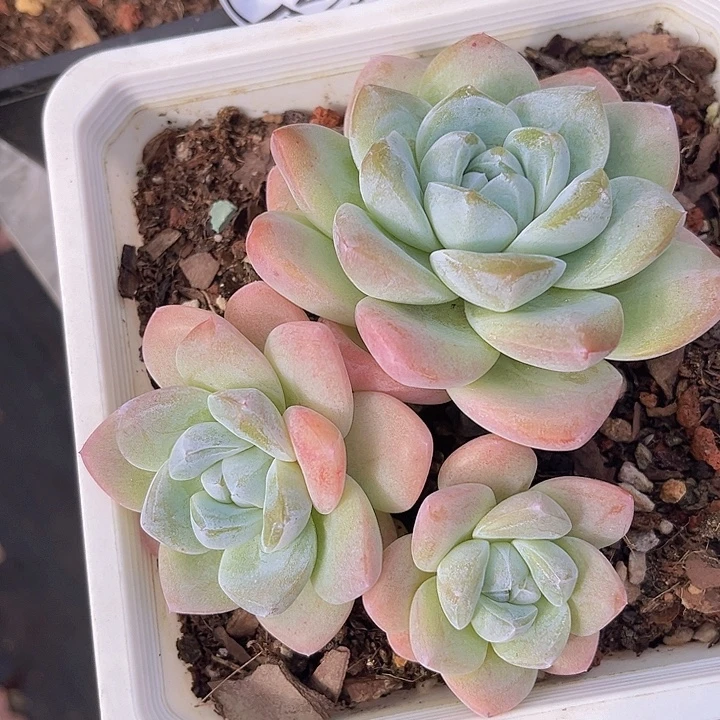 冰玉14146多肉植物