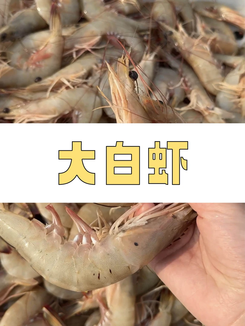 【冻发】连江北茭 渔船现捕捞 野生大白虾  精选爆款