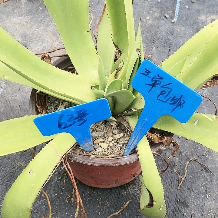 【闪购商品】无花朵龙舌兰绿荷