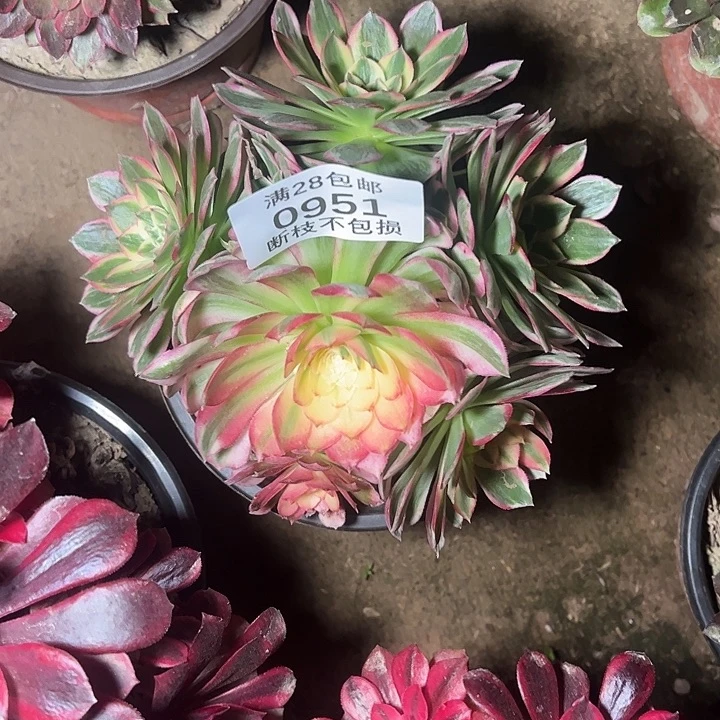 0951海仙多肉植物