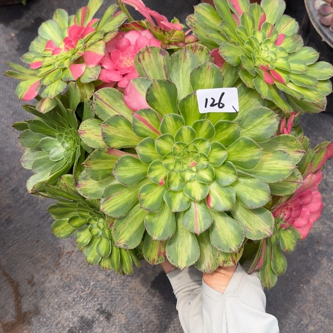 126知否多肉植物系