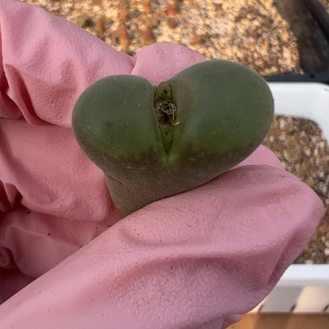 783 好看的多肉冲冲冲q