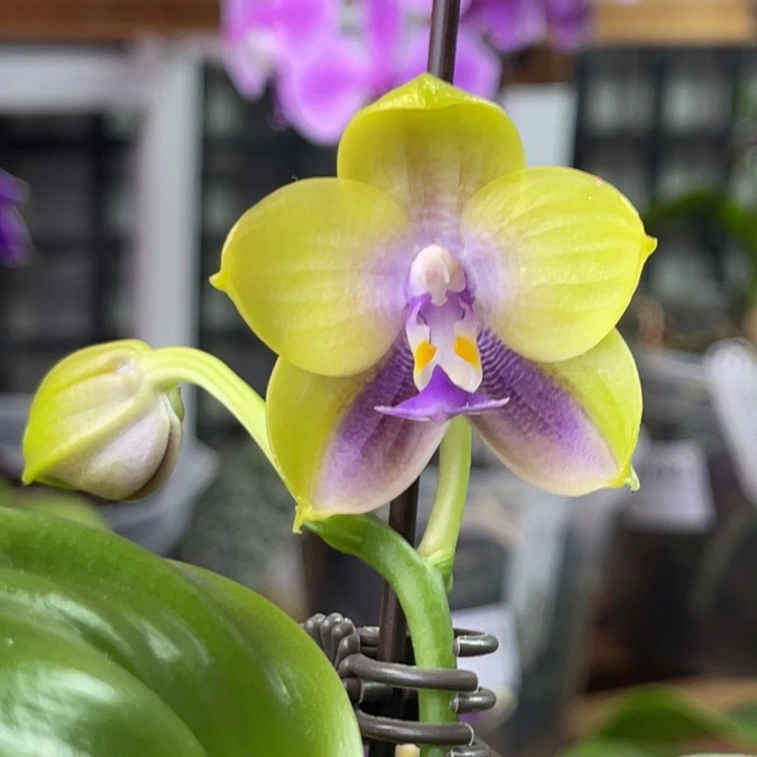 完全开放弥陀152-新品-1344