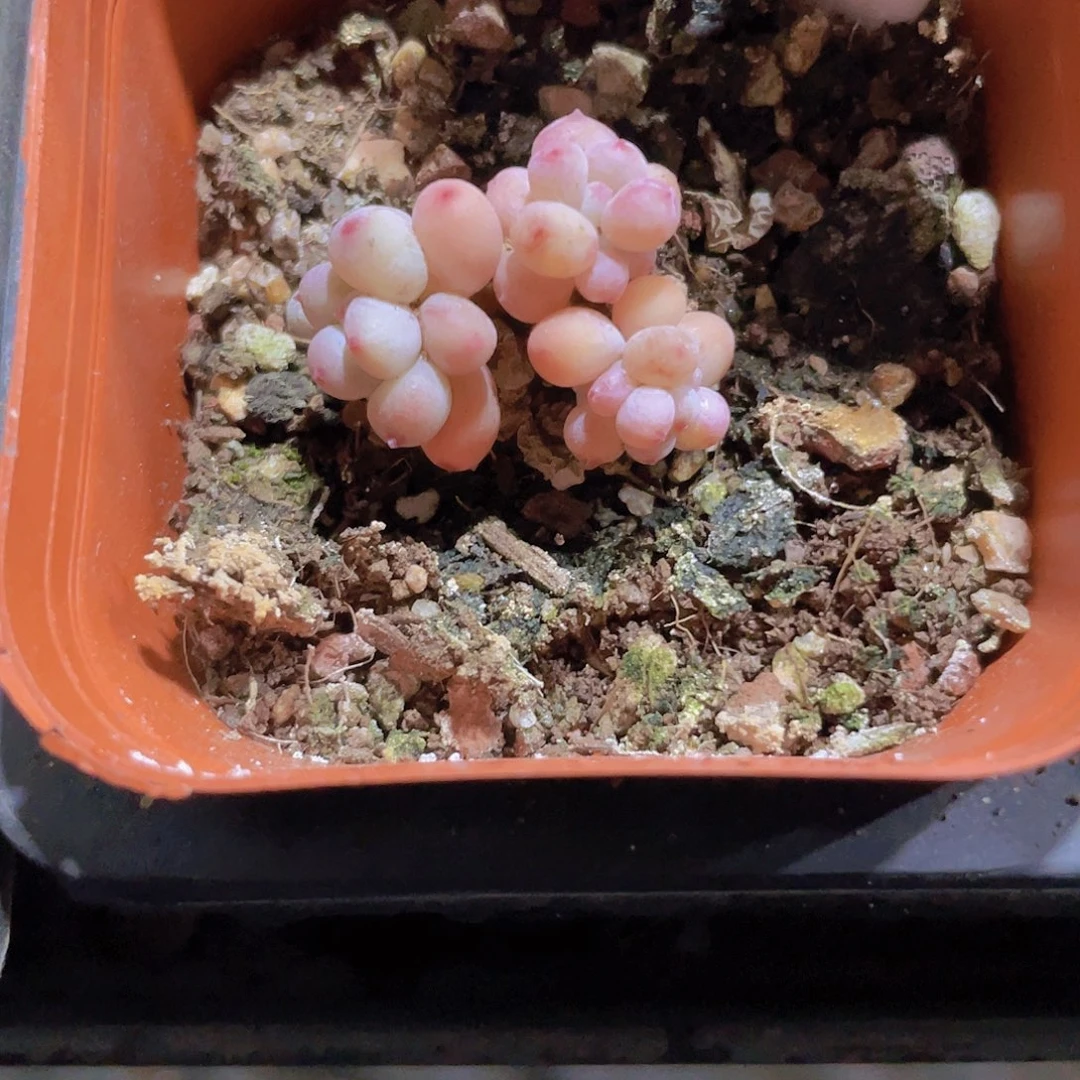 小*蕾萤火虫w033一物一拍