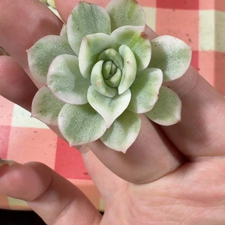 高瓷白麦秆锦一物一拍