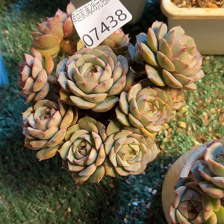 幸运儿的一个好消息就是