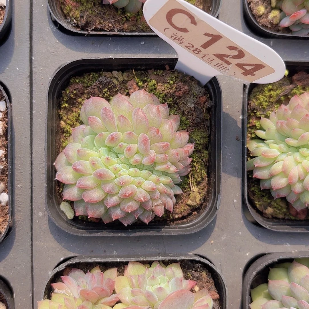 C124甘露缀一物一拍