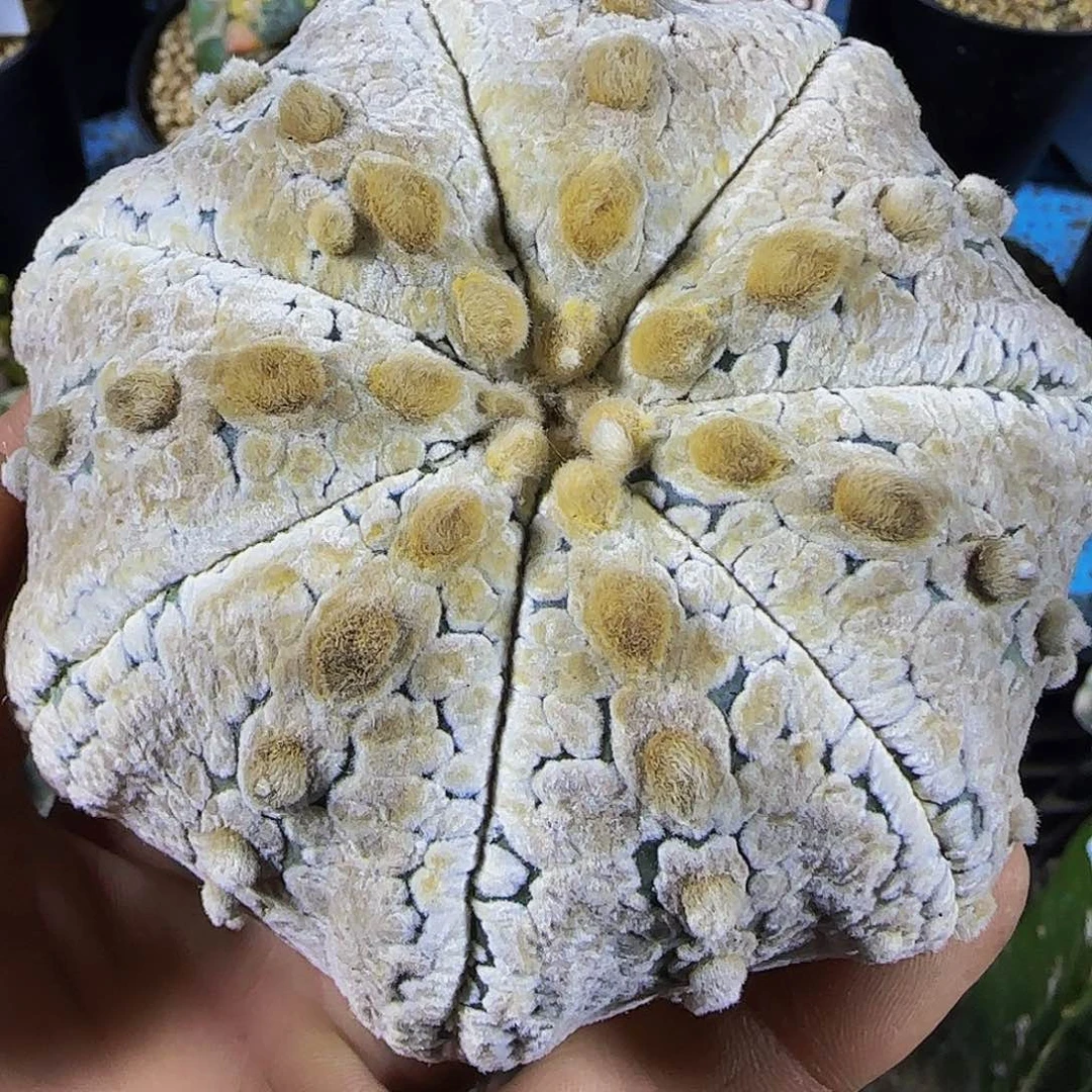浓白海星兜725。