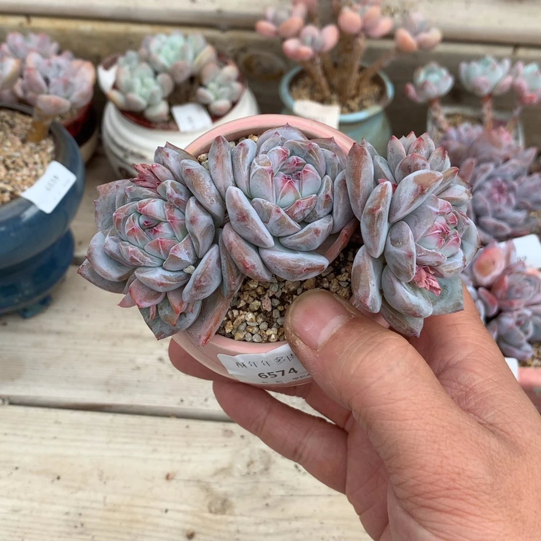 6574石榴籽星影三头11厘米