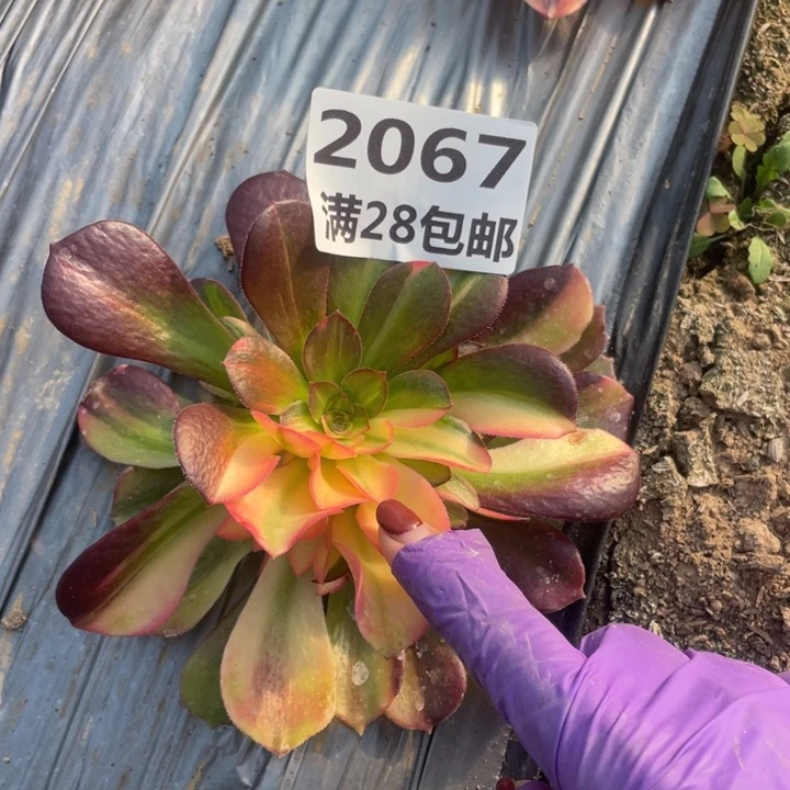 2067二号棚七彩多肉植物N