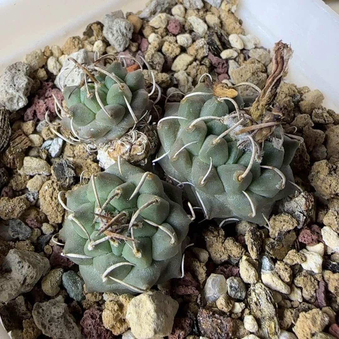 472实生安德森多肉福利