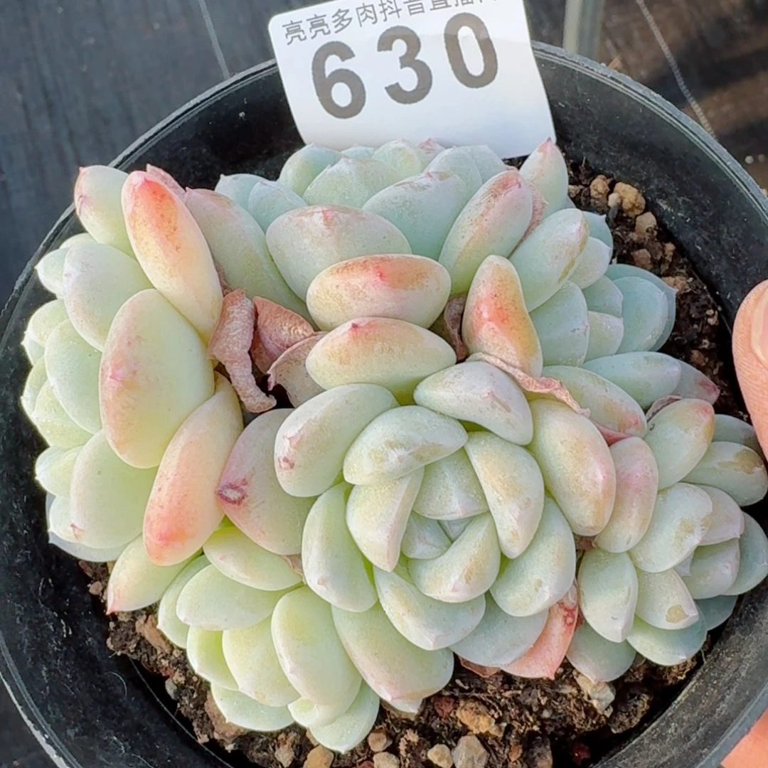 冰玉群生整装无砍