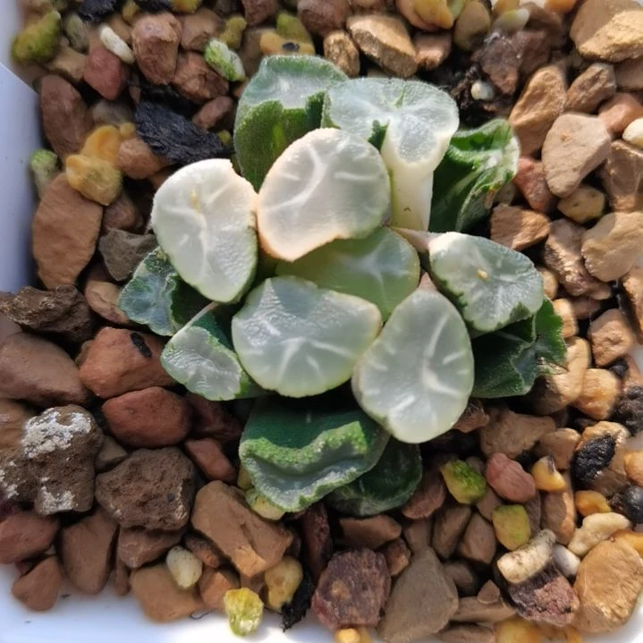 224号白瓷万象锦一物一拍带盆土发货