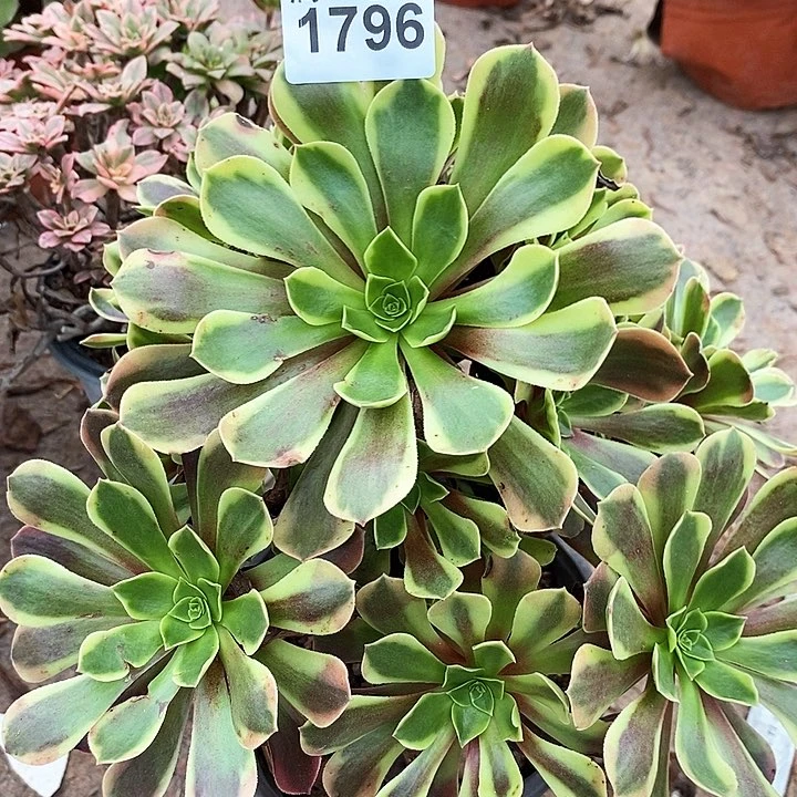 1796 一颗法师多肉