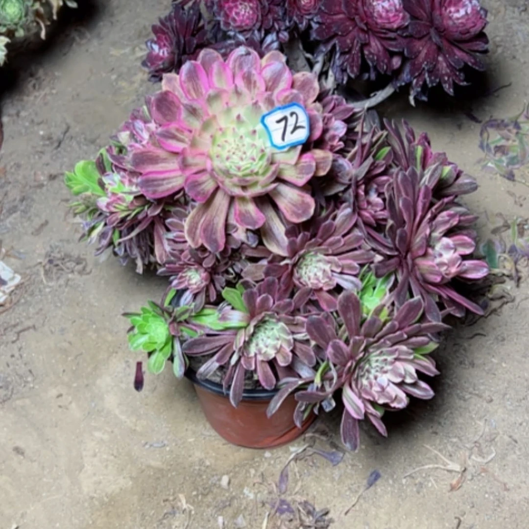 【闪购商品】多肉植物处理不售后72