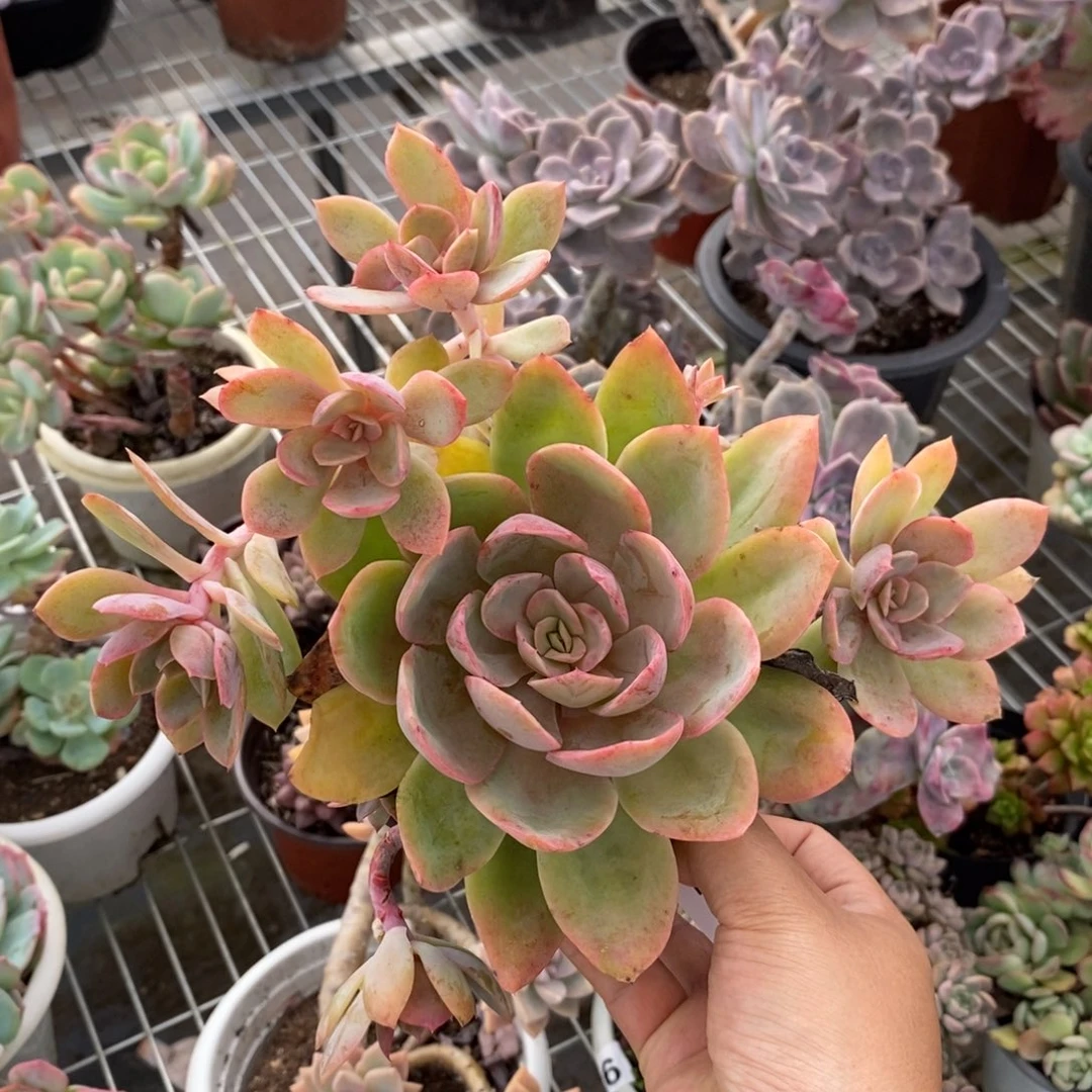 9209丝绸面纱一物一拍