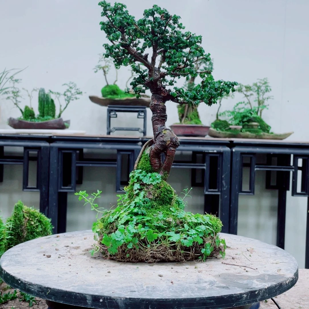 青**蓝铁线蕨铁线蕨是一种植物的