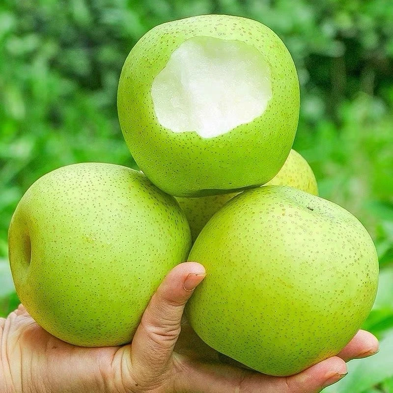 正宗砀山翠冠梨酥脆一号梨子皮薄多汁脆甜无渣