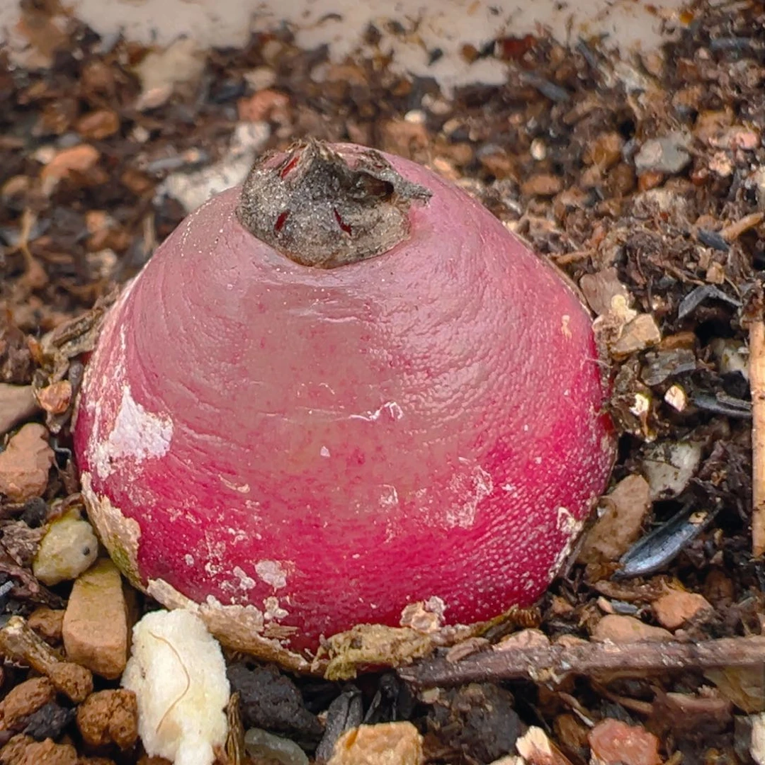 灯泡多肉植物百科