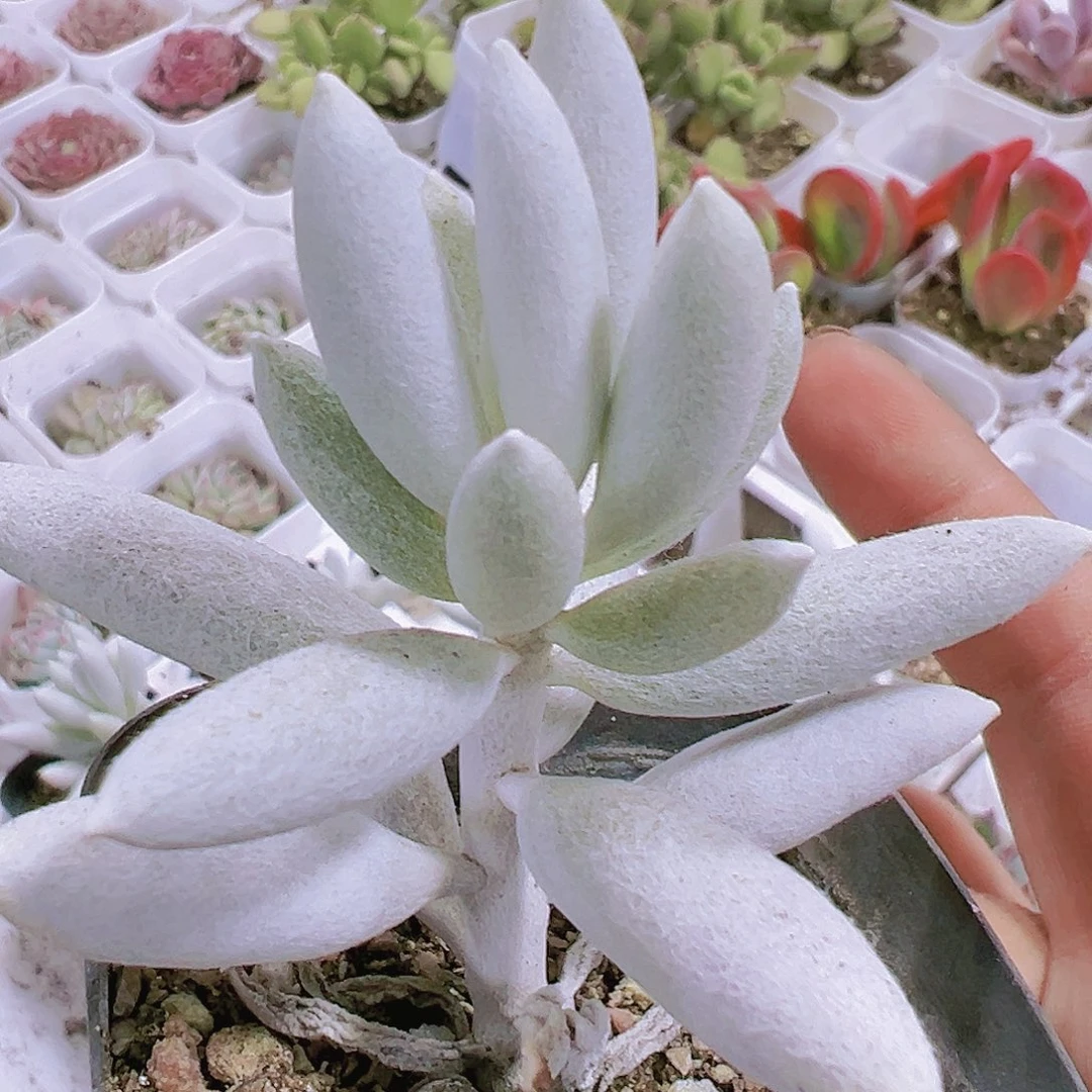 银月多肉植物19包邮