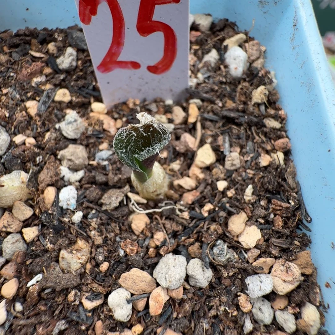 毛叶立金花小苗 25