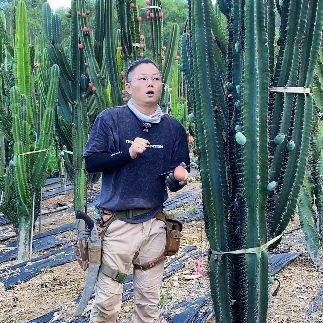 秘鲁苹果果实3颗青果发货