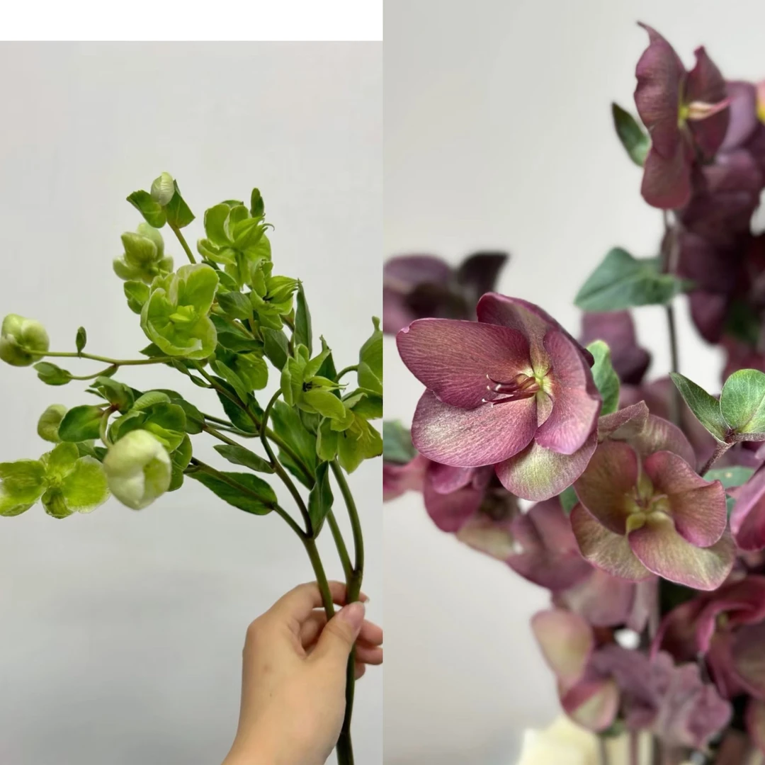 绿色/紫兔葵又名铁筷子 小众花材高级感拉满 高档贵货 油画感十足