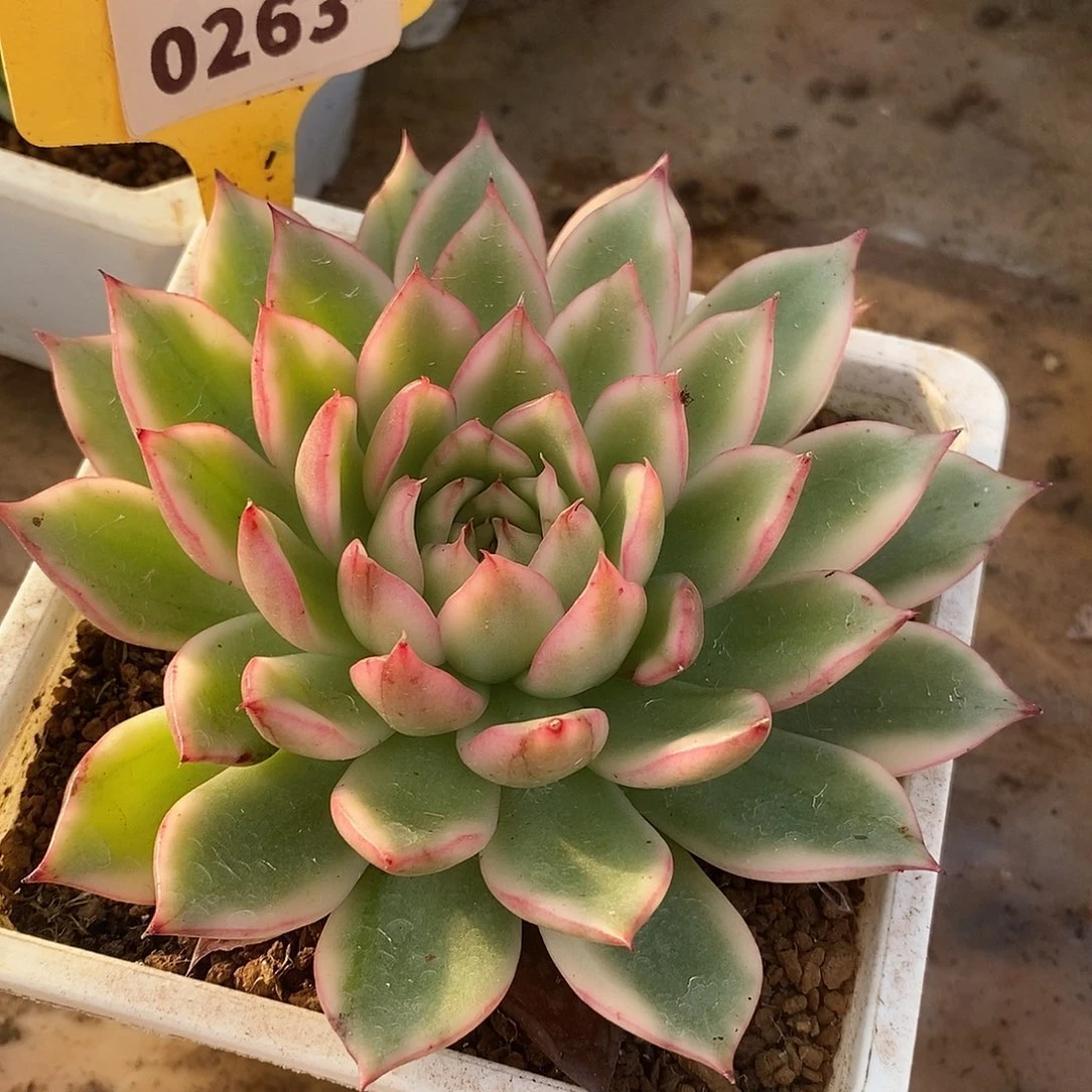 263东云杂哈哈哈哈哈哈