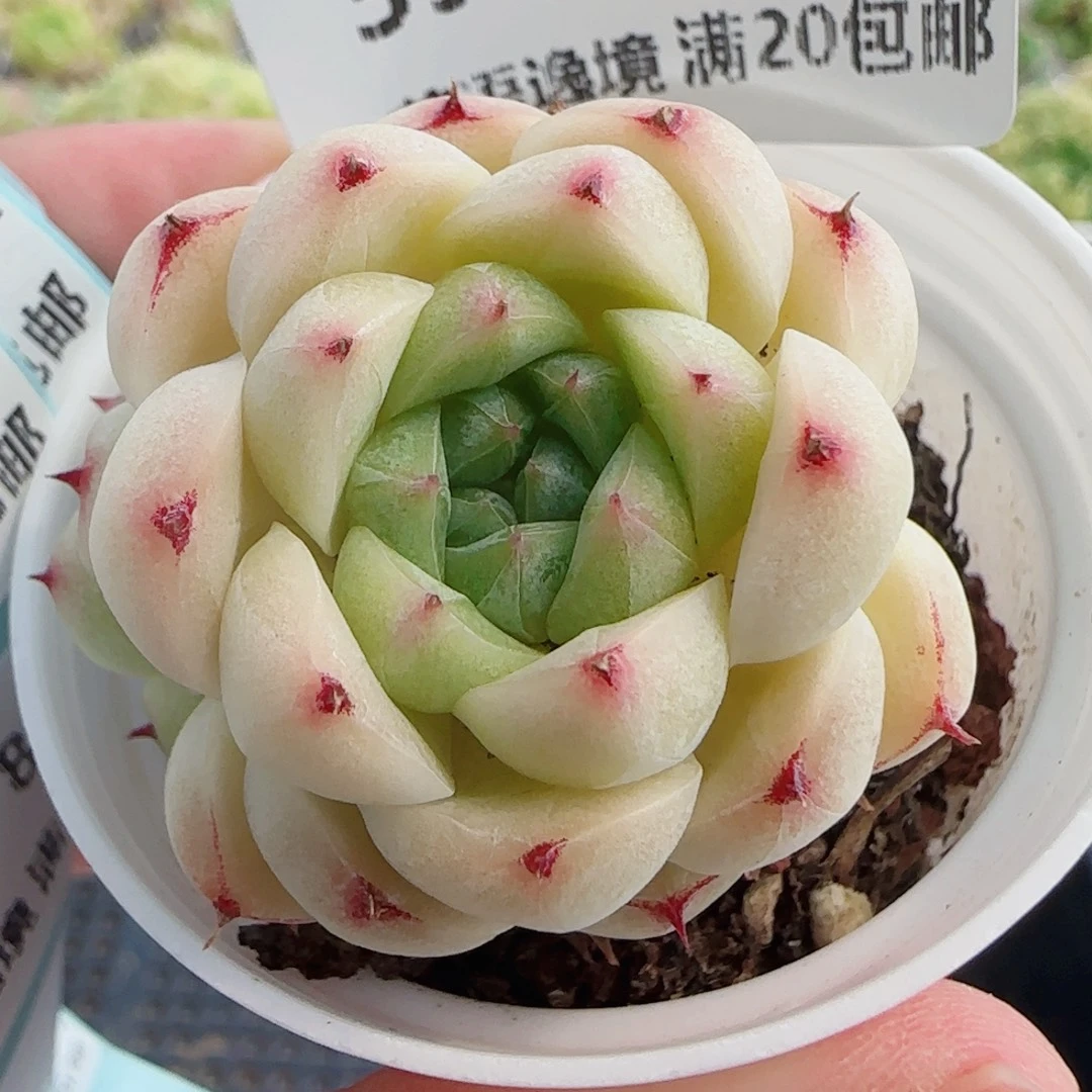 花语逸镜0801-59包子麦秆