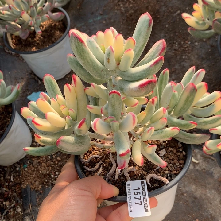 无花朵帮叶福娘锦1577