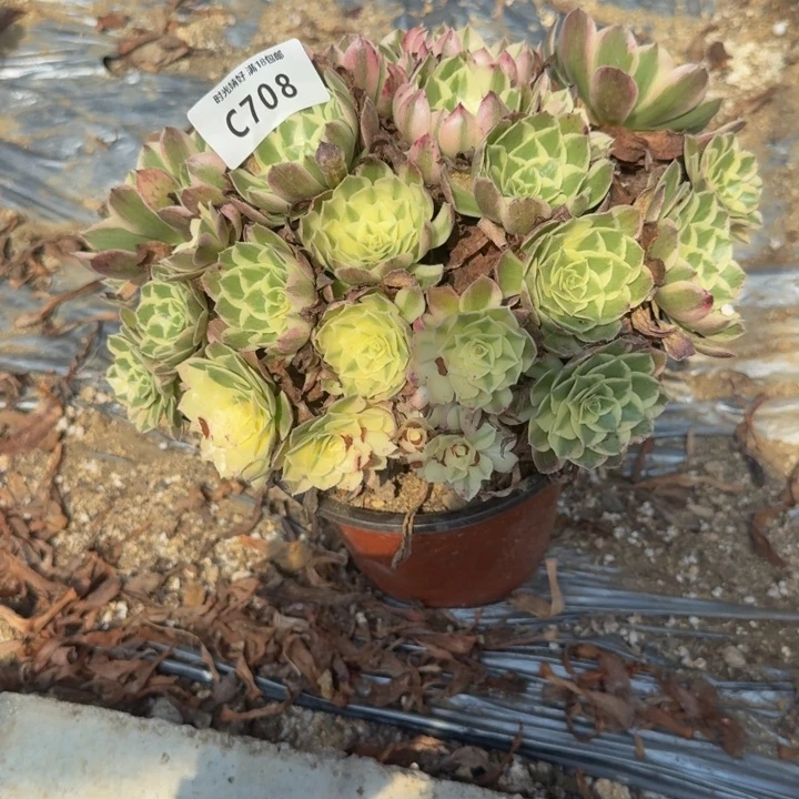 708玉芙蓉有伤。多肉植物
