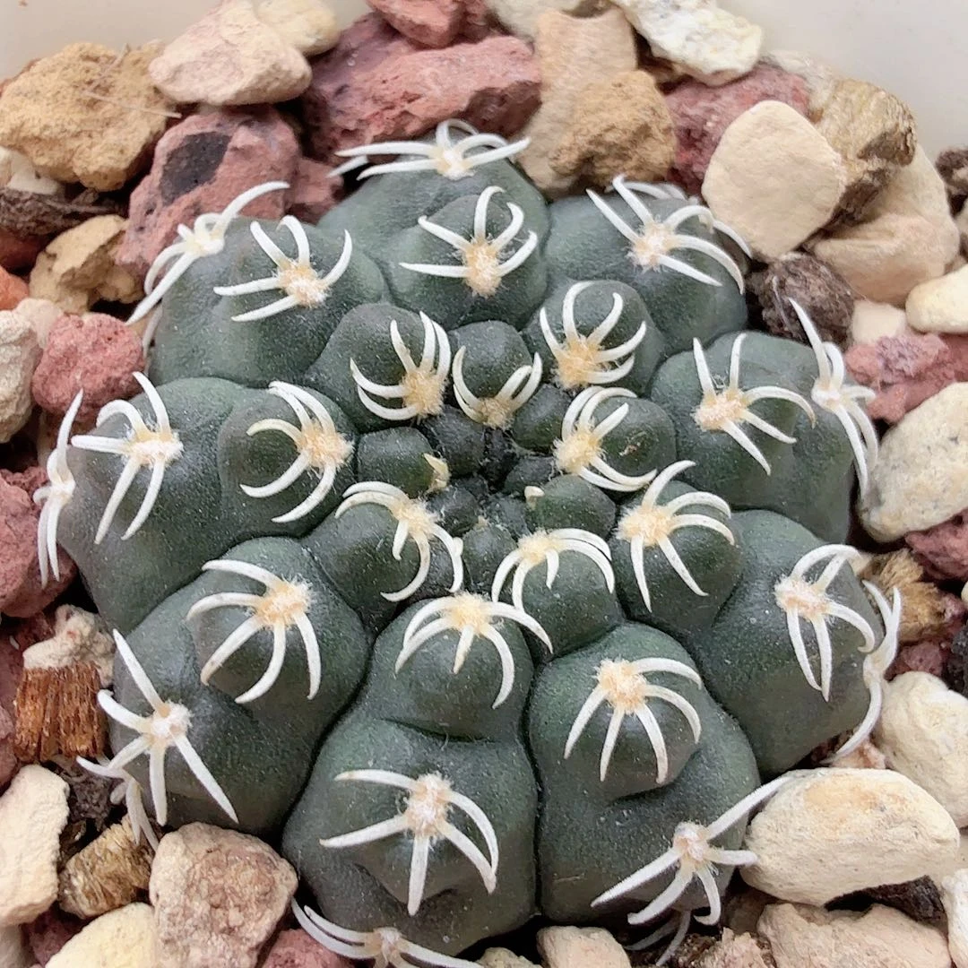 实生瑞昌玉脱土发货