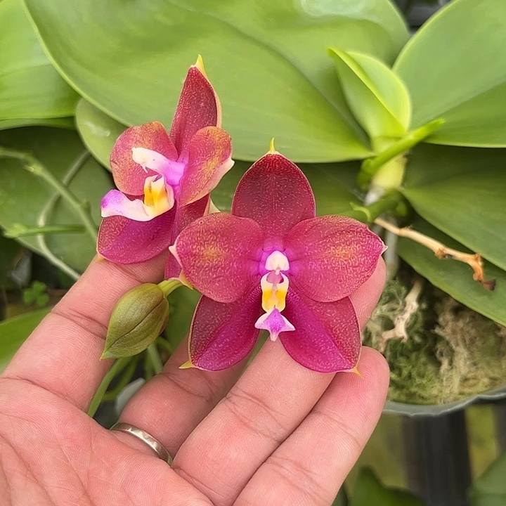 完全开放弥陀AMM90实生浓香