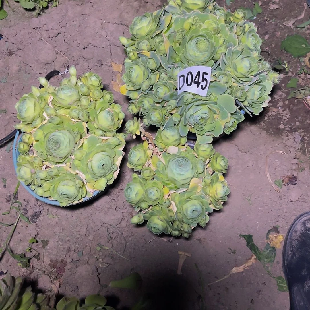 玫瑰三盆13-48包邮