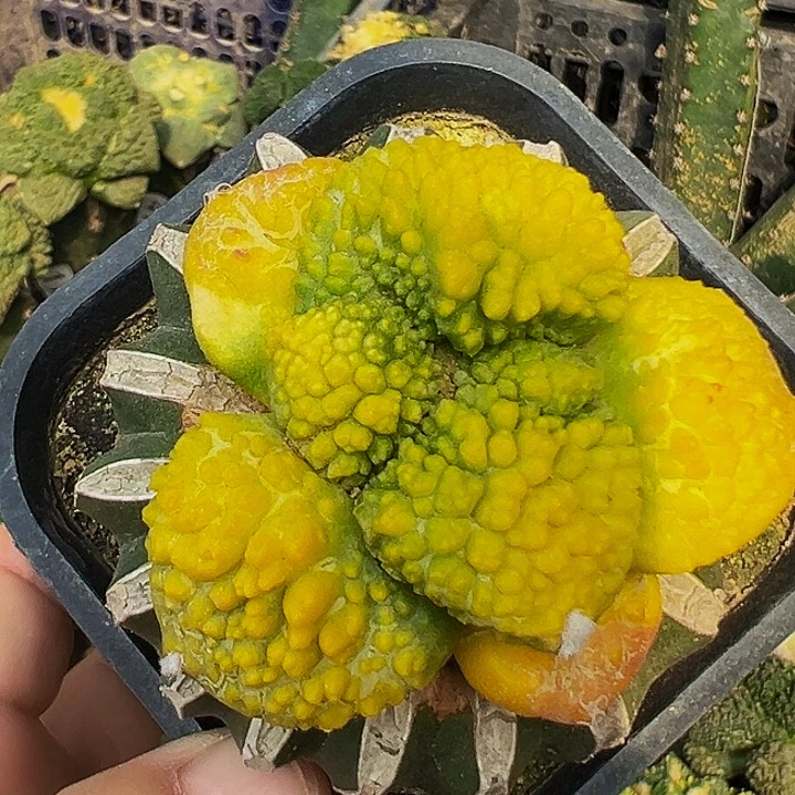 无花朵红黄绿大尤哥斯拉牡丹锦865