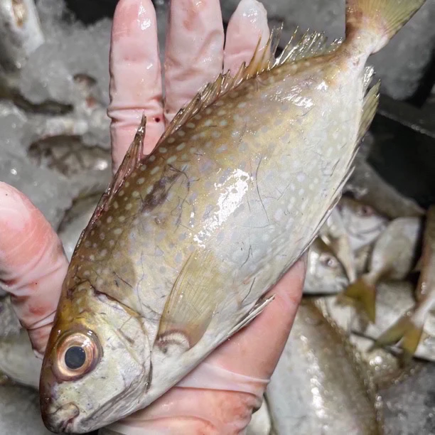 S广东汕尾本港野生照灯泥萌鱼